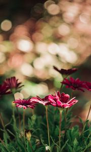 Preview wallpaper flowers, red, closeup, blur, bokeh