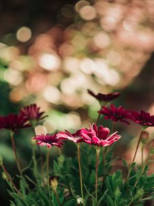 Preview wallpaper flowers, red, closeup, blur, bokeh