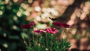 Preview wallpaper flowers, red, closeup, blur, bokeh