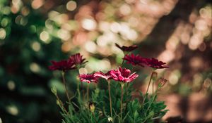 Preview wallpaper flowers, red, closeup, blur, bokeh