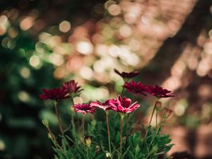 Preview wallpaper flowers, red, closeup, blur, bokeh