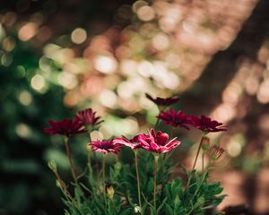 Preview wallpaper flowers, red, closeup, blur, bokeh