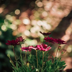 Preview wallpaper flowers, red, closeup, blur, bokeh