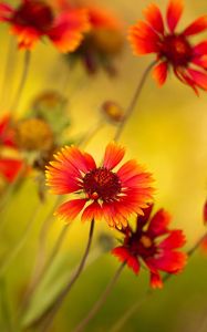 Preview wallpaper flowers, red, close-up, blurred