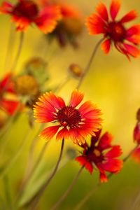 Preview wallpaper flowers, red, close-up, blurred