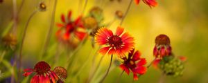 Preview wallpaper flowers, red, close-up, blurred