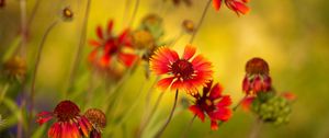 Preview wallpaper flowers, red, close-up, blurred