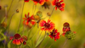 Preview wallpaper flowers, red, close-up, blurred