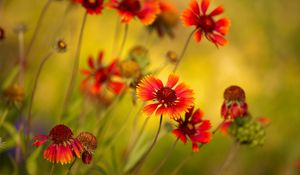 Preview wallpaper flowers, red, close-up, blurred