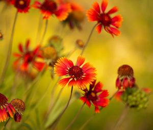 Preview wallpaper flowers, red, close-up, blurred