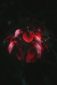 Preview wallpaper flowers, red, dark, plant, bloom