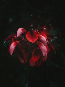 Preview wallpaper flowers, red, dark, plant, bloom