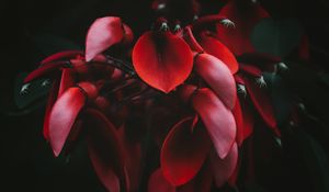 Preview wallpaper flowers, red, dark, plant, bloom
