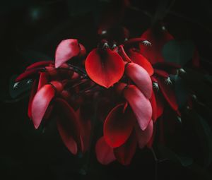 Preview wallpaper flowers, red, dark, plant, bloom