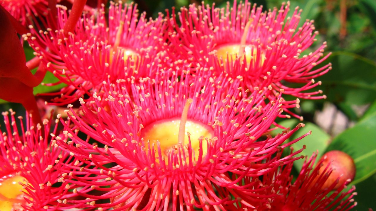 Wallpaper flowers, red, exotic