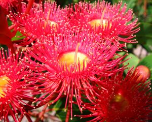 Preview wallpaper flowers, red, exotic