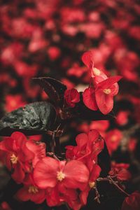 Preview wallpaper flowers, red, macro, plant