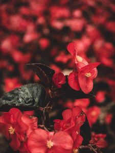 Preview wallpaper flowers, red, macro, plant