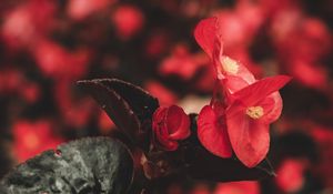 Preview wallpaper flowers, red, macro, plant