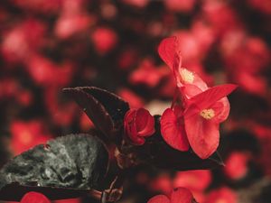 Preview wallpaper flowers, red, macro, plant