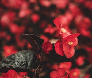 Preview wallpaper flowers, red, macro, plant