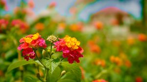 Preview wallpaper flowers, red, petals