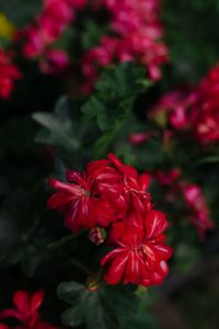Preview wallpaper flowers, red, plant, bloom, macro
