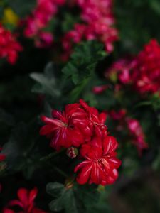 Preview wallpaper flowers, red, plant, bloom, macro