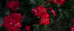 Preview wallpaper flowers, red, plant, bloom, macro
