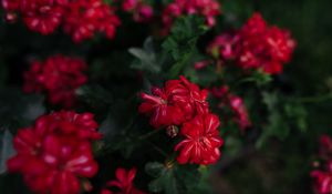 Preview wallpaper flowers, red, plant, bloom, macro
