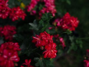 Preview wallpaper flowers, red, plant, bloom, macro