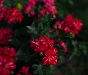 Preview wallpaper flowers, red, plant, bloom, macro