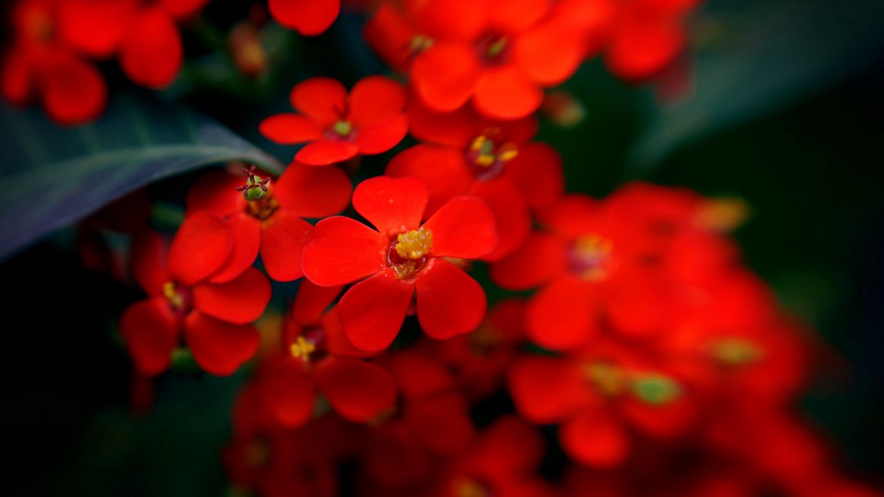 Wallpaper flowers, red, stamens, blurred