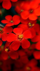 Preview wallpaper flowers, red, stamens, blurred