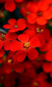 Preview wallpaper flowers, red, stamens, blurred