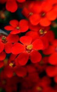 Preview wallpaper flowers, red, stamens, blurred