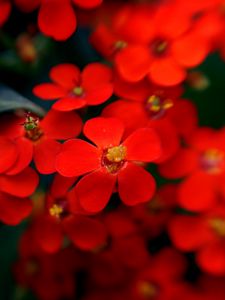 Preview wallpaper flowers, red, stamens, blurred