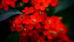 Preview wallpaper flowers, red, stamens, blurred