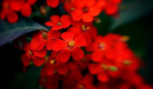 Preview wallpaper flowers, red, stamens, blurred