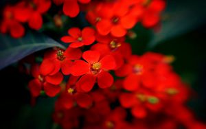 Preview wallpaper flowers, red, stamens, blurred