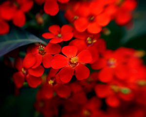 Preview wallpaper flowers, red, stamens, blurred