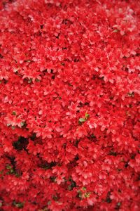 Preview wallpaper flowers, red, tree