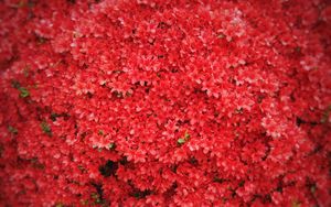 Preview wallpaper flowers, red, tree