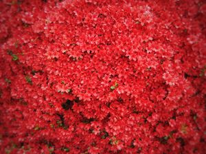 Preview wallpaper flowers, red, tree