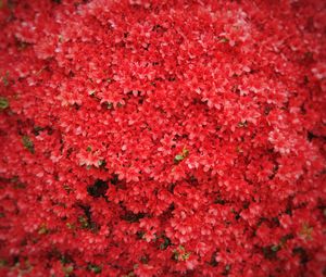 Preview wallpaper flowers, red, tree