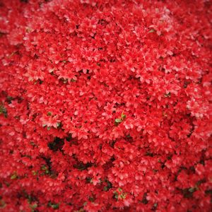 Preview wallpaper flowers, red, tree