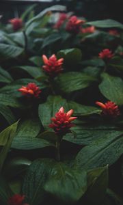 Preview wallpaper flowers, red, wet, leaves, plants