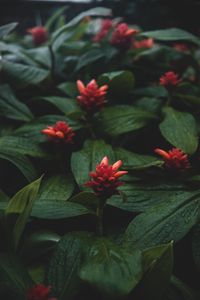 Preview wallpaper flowers, red, wet, leaves, plants