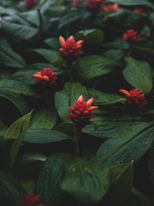 Preview wallpaper flowers, red, wet, leaves, plants