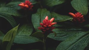 Preview wallpaper flowers, red, wet, leaves, plants